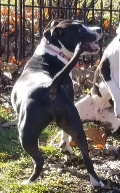 Enlarge Penny, a Adoptable mixed breed in Pottstown, PA image 3/6