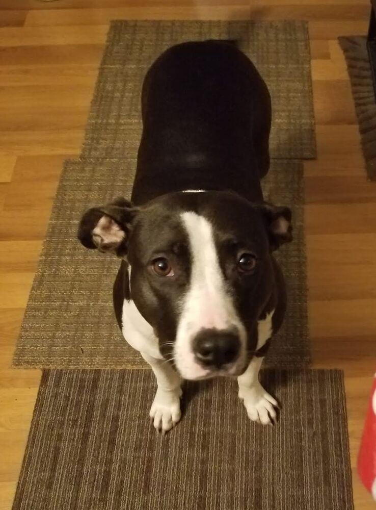 Penny, Adoptable, Adult Female Pit Bull Terrier.