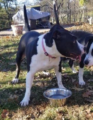 Penny, Adoptable, Adult Female Pit Bull Terrier.