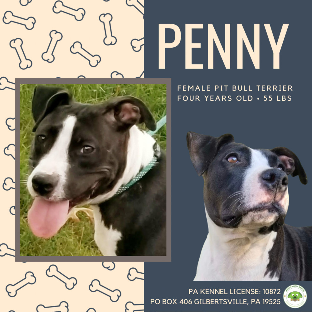 Enlarge Penny, a Adoptable mixed breed in Pottstown, PA image 6/7