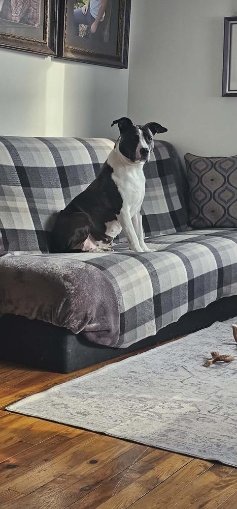 Enlarge Penny, a Adoptable mixed breed in Pottstown, PA image 5/6