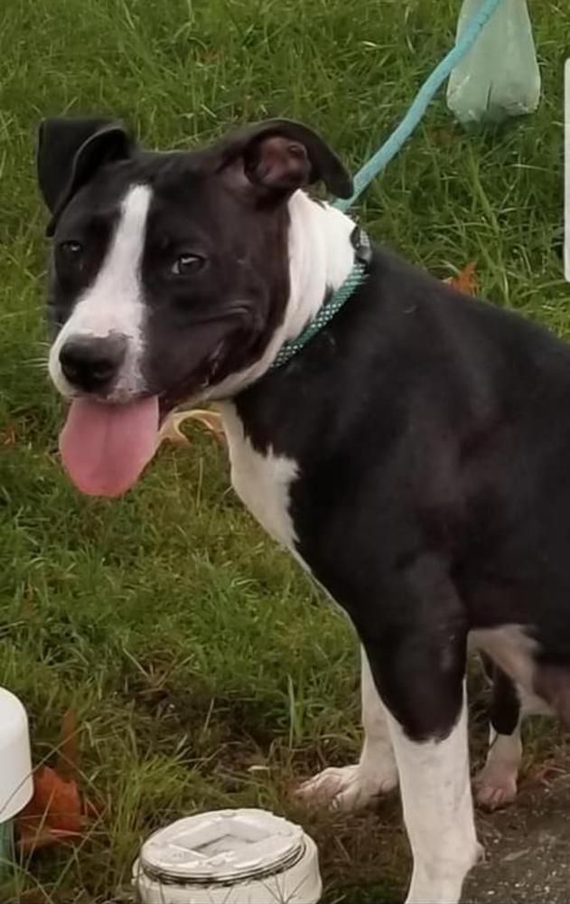 Enlarge Penny, a Adoptable mixed breed in Pottstown, PA image 6/6