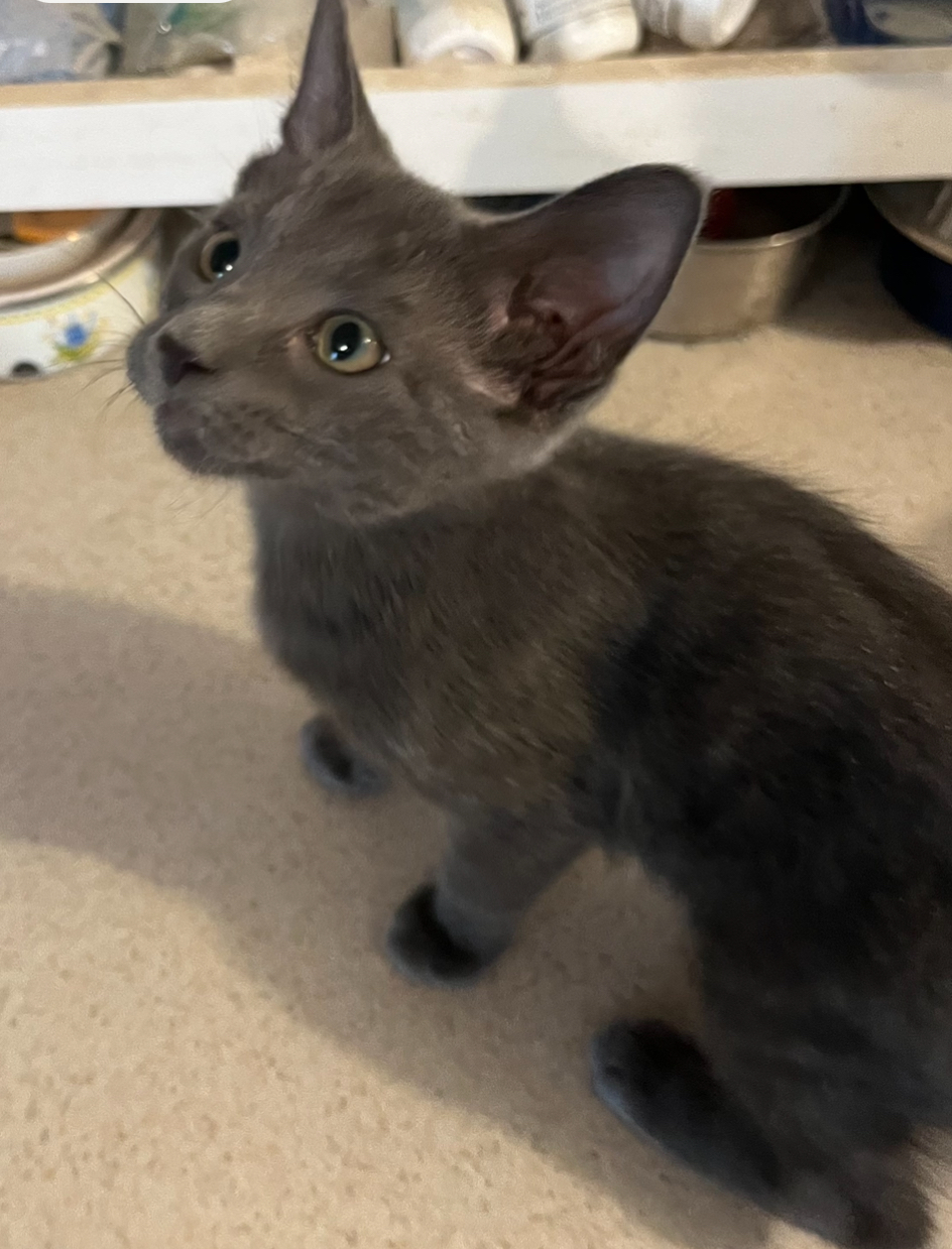 Enlarge Drumstick, a Adopted Domestic Short Hair in Clifton, KS image 2/5