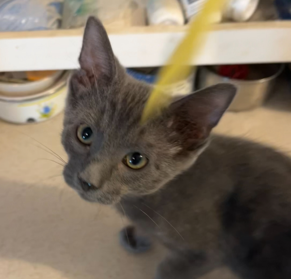 Drumstick, Adopted, Kitten Male Domestic Short Hair.