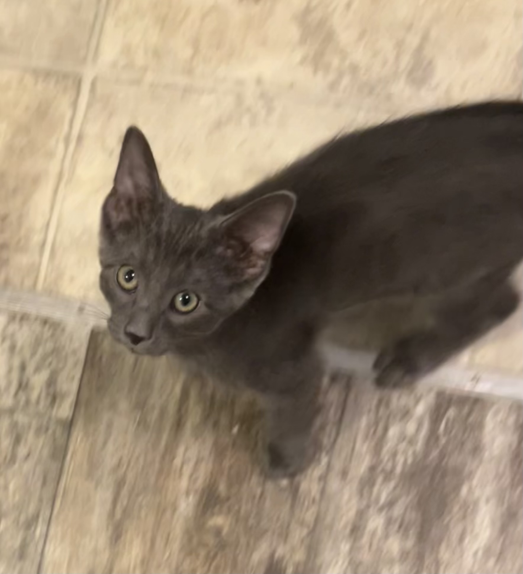 Enlarge Drumstick, a Adopted Domestic Short Hair in Clifton, KS image 4/5