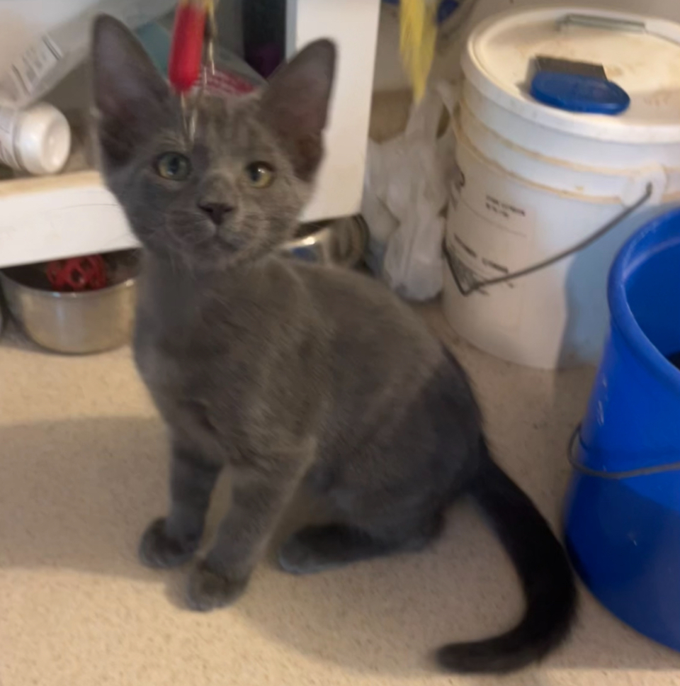 Enlarge Drumstick, a Adopted Domestic Short Hair in Clifton, KS image 5/5