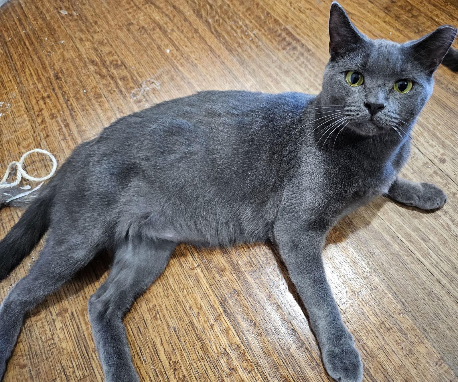 Russell, a Adoptable mixed breed in Frisco, TX image 1/2