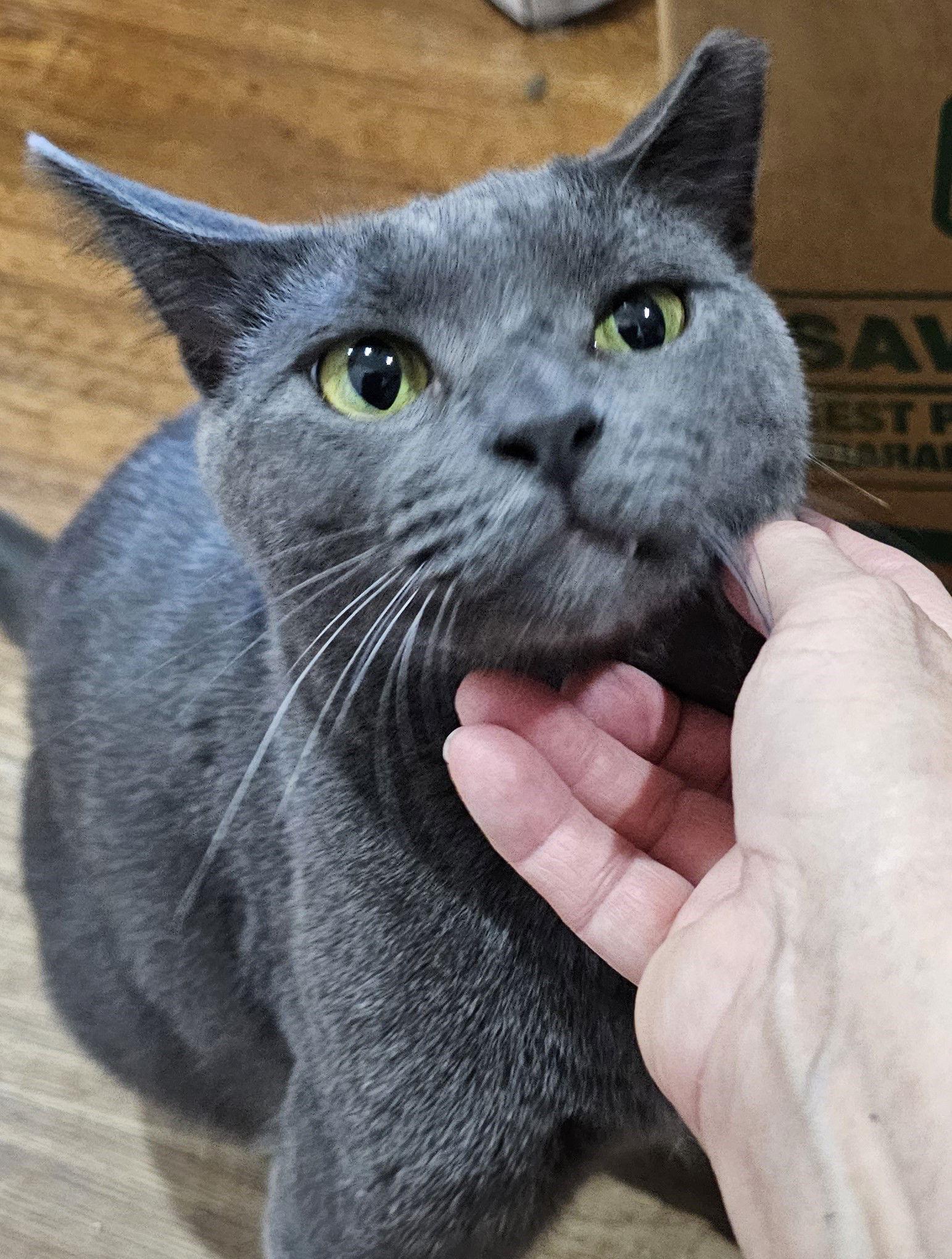 Russell, a Adoptable mixed breed in Frisco, TX image 2/2