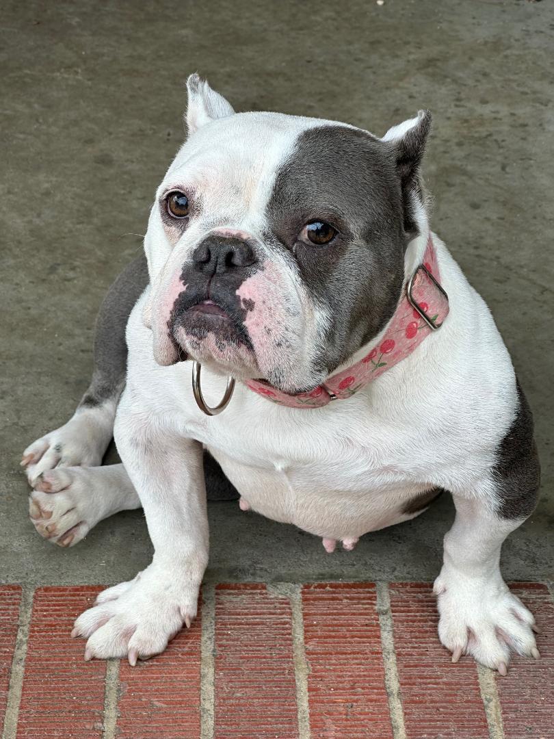 Suzy, a Adoptable mixed breed in Dunn, NC image 1/5