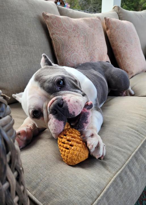 Suzy, a Adoptable mixed breed in Dunn, NC image 4/5