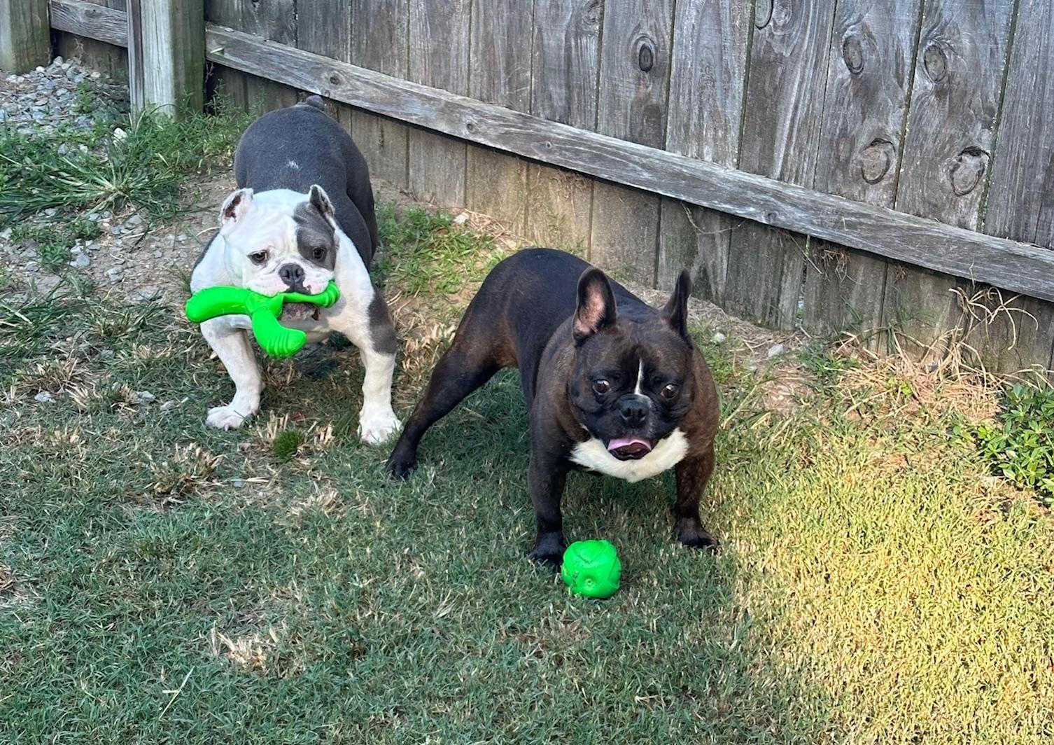 Suzy, a Adoptable mixed breed in Dunn, NC image 5/5
