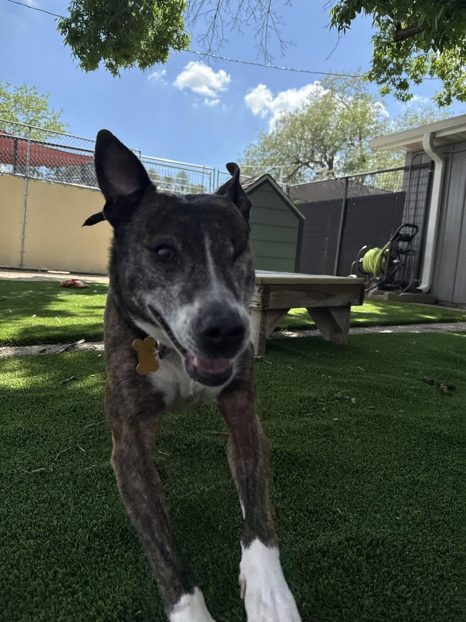 Jerzy, Adoptable, Adult Female Mountain Cur.