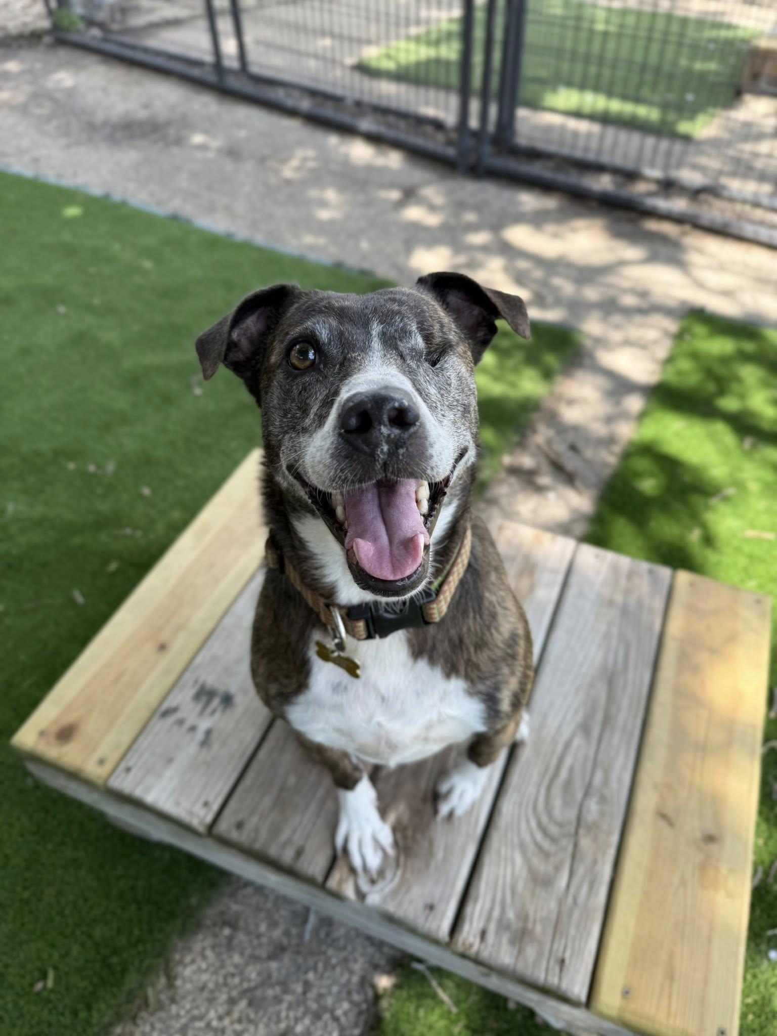 Enlarge Jerzy, a Adoptable Mountain Cur in Cedar Rapids, IA image 2/6