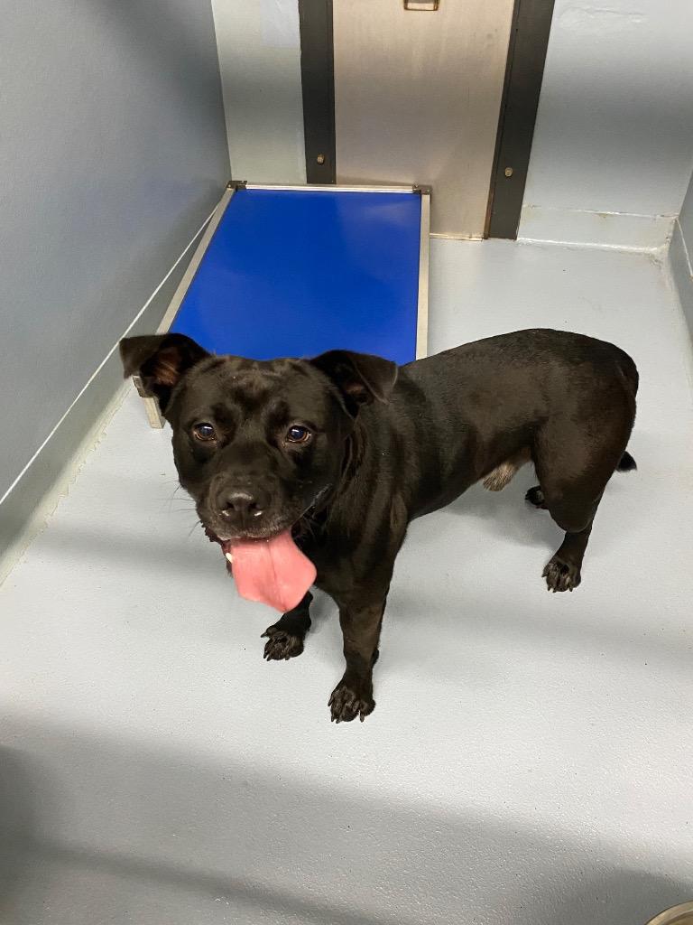 Ralphie, Adoptable, Young Male Mixed Breed.