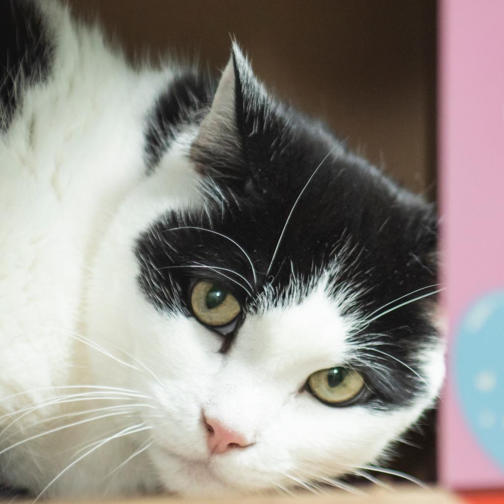 Bell, Adoptable, Senior Female Domestic Short Hair.