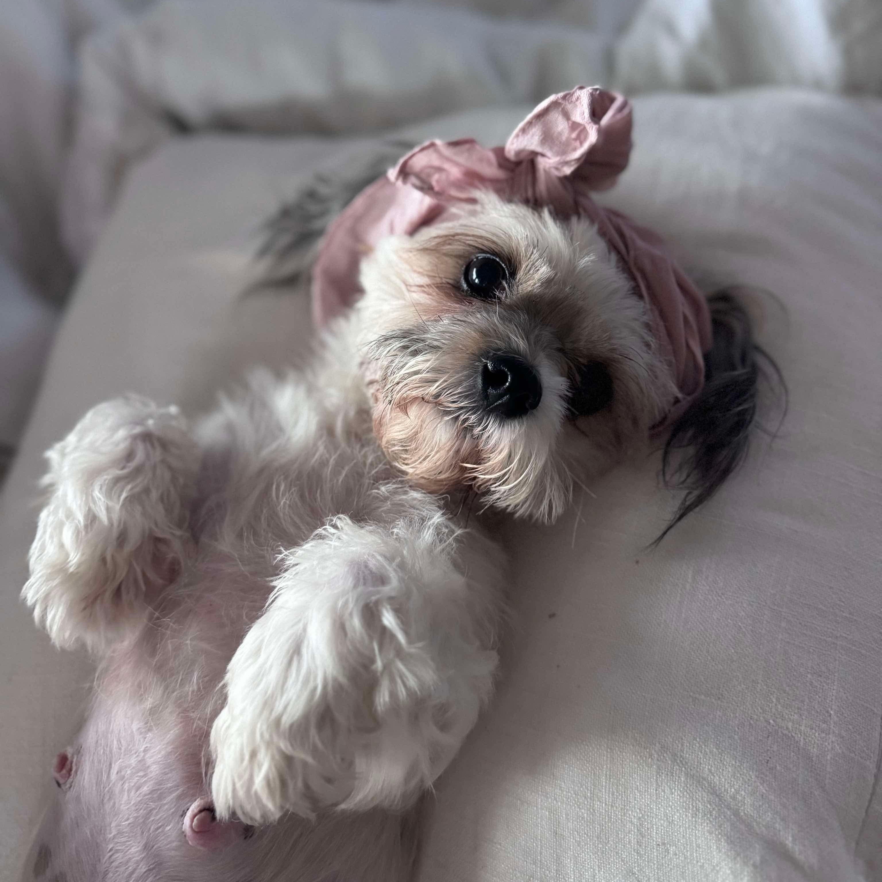 Coqu, Young Female Shih Tzu