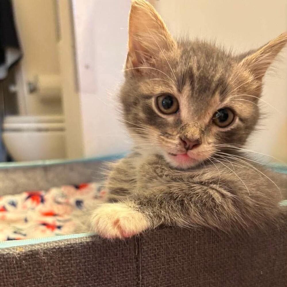 Richard Cranium, Adoptable, Kitten Male Domestic Short Hair.