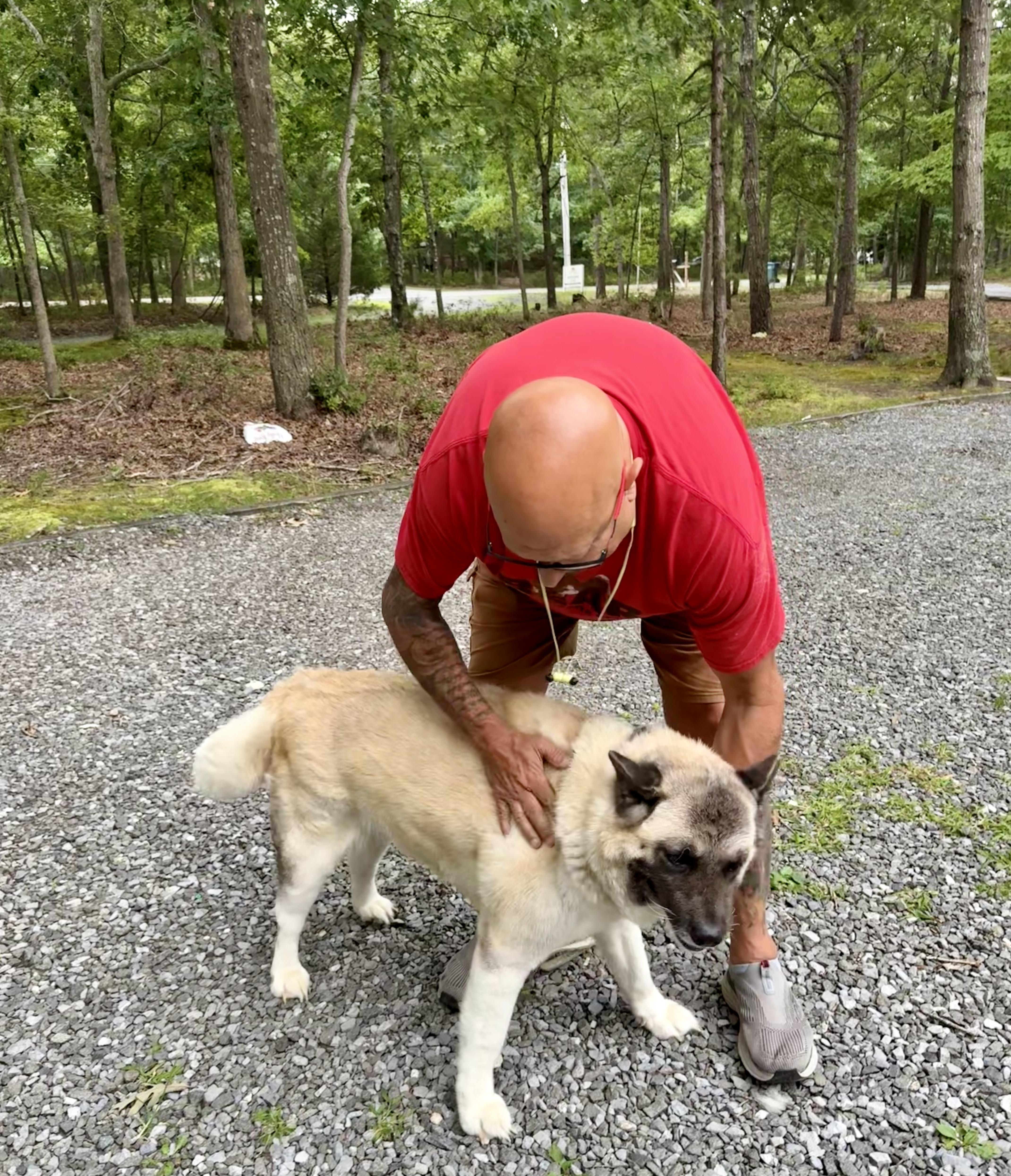 Enlarge Marshmallow, a ADOPTABLE Akita in Toms River, NJ image 2/4