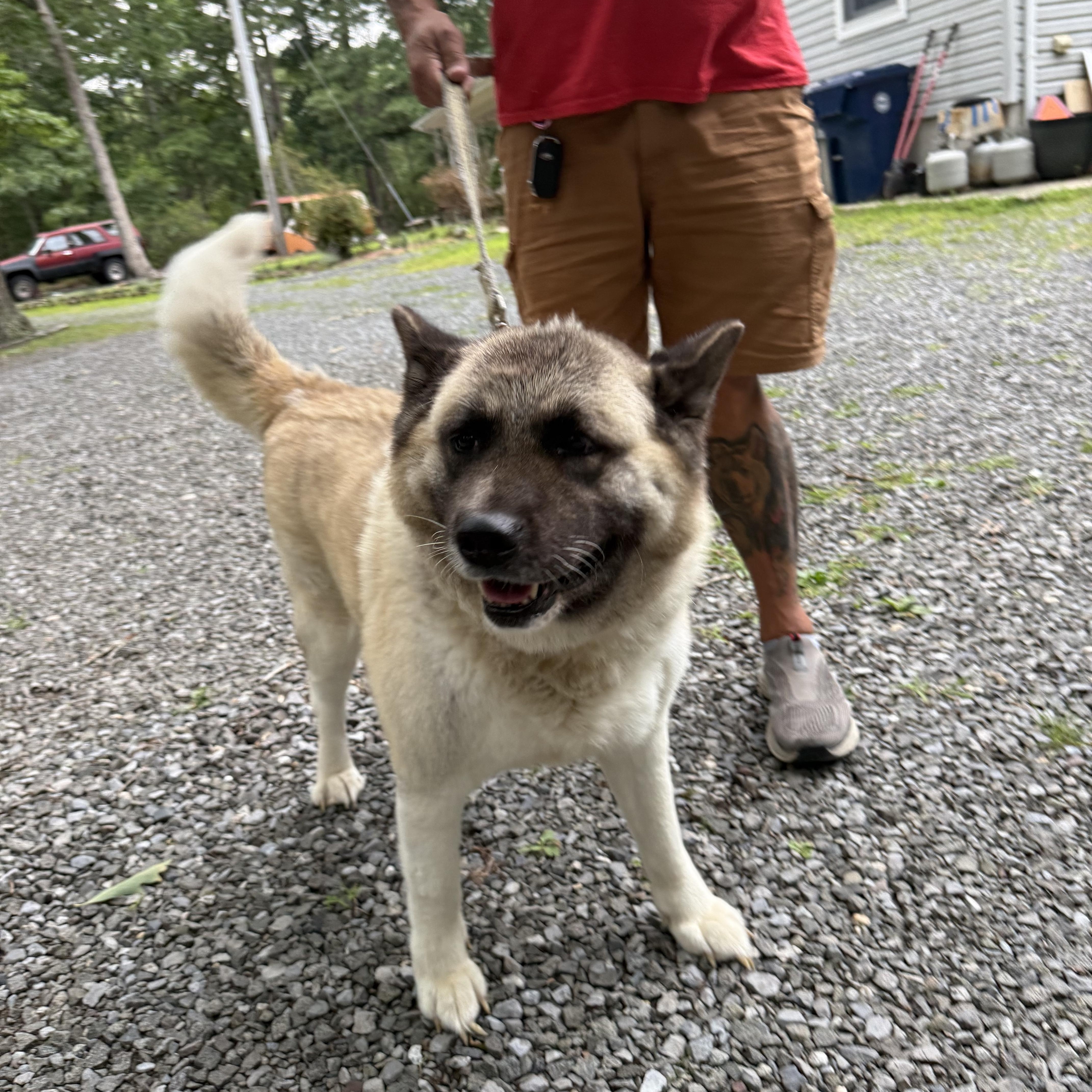 Enlarge Marshmallow, a ADOPTABLE Akita in Toms River, NJ image 4/4