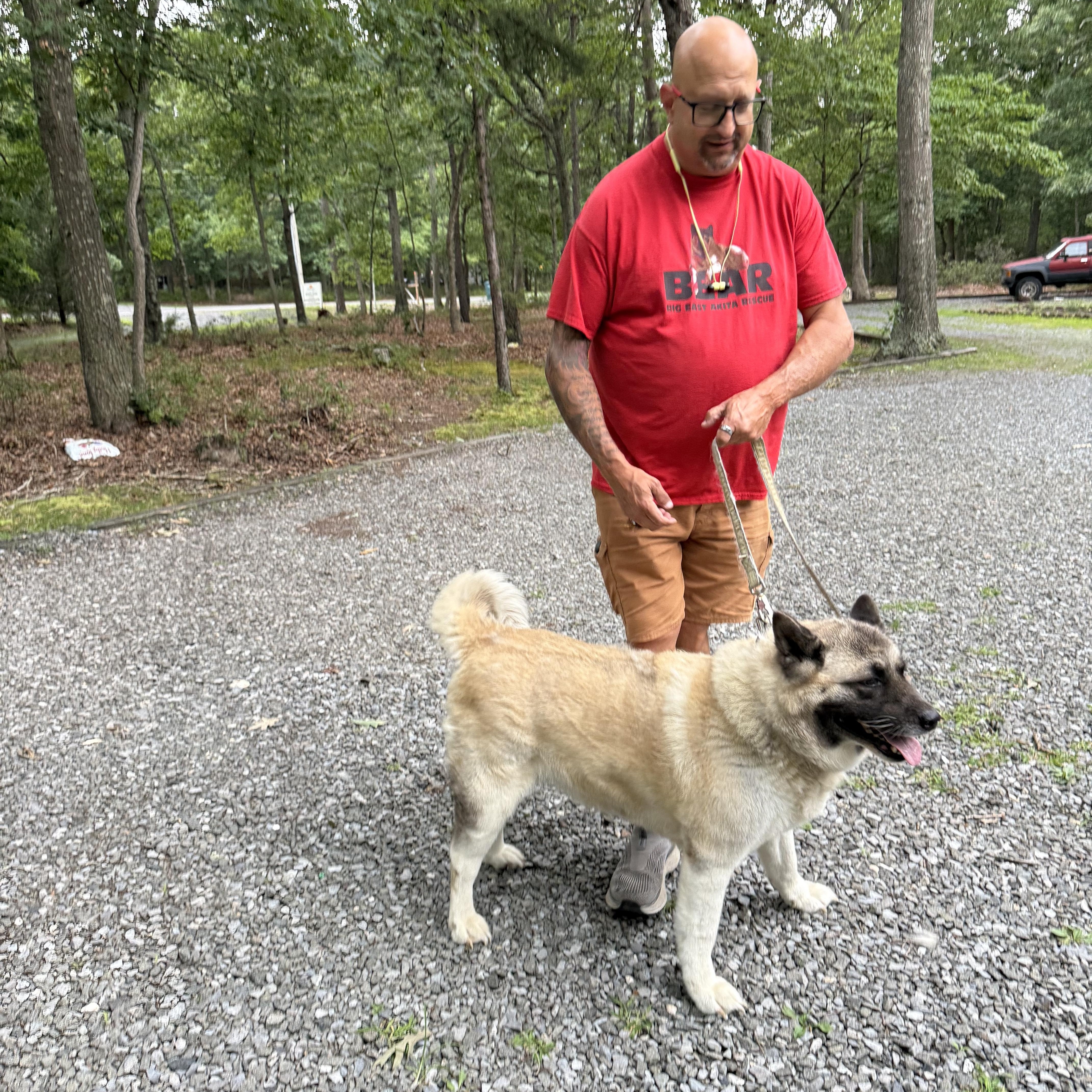 Enlarge Marshmallow, a ADOPTABLE Akita in Toms River, NJ image 3/4