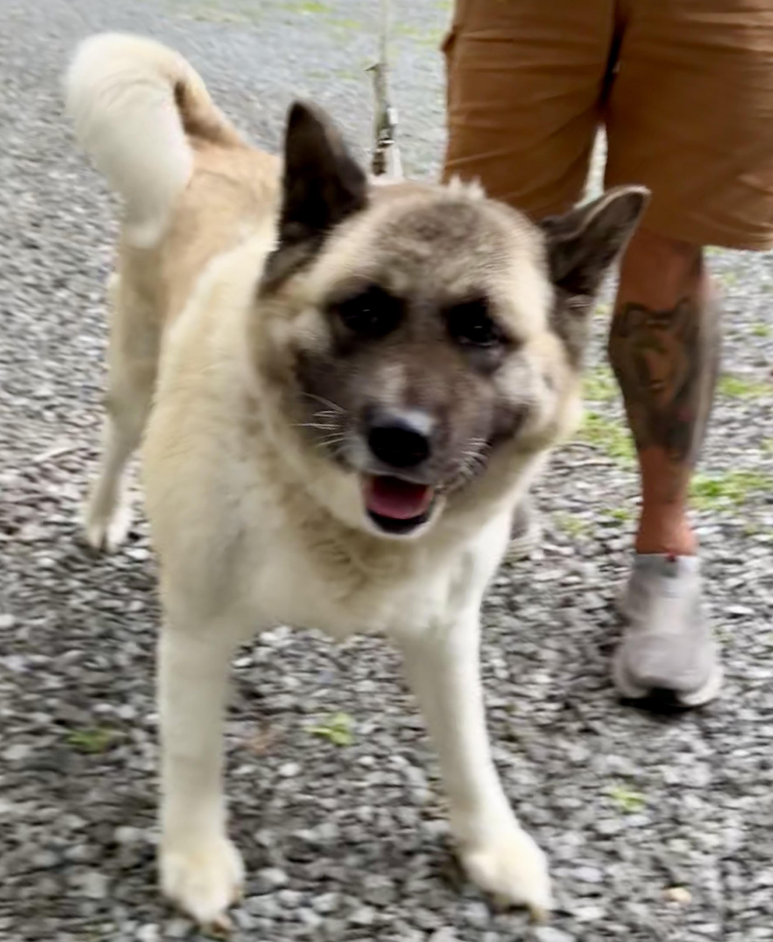 Marshmallow, ADOPTABLE, Adult Female Akita.