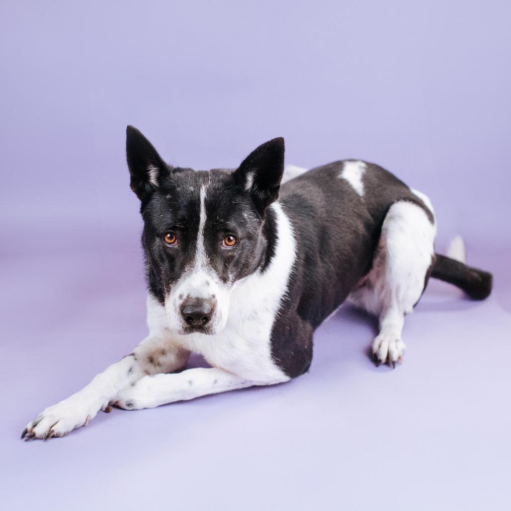 Bada, Adoptable, Adult Male Border Collie & Mixed Breed.