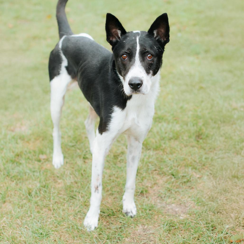 Enlarge Bada, a Adoptable mixed breed in Northbrook, IL image 2/5