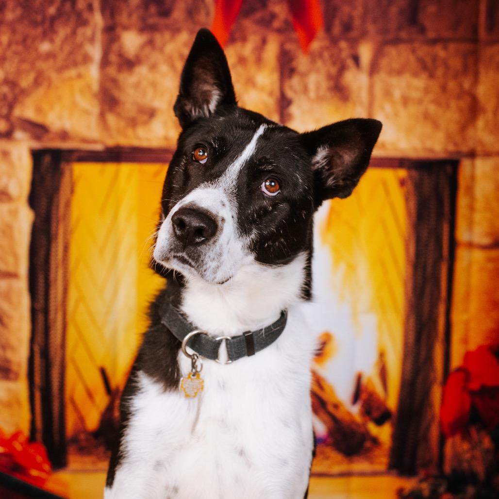 Enlarge Bada, a Adoptable mixed breed in Northbrook, IL image 4/5