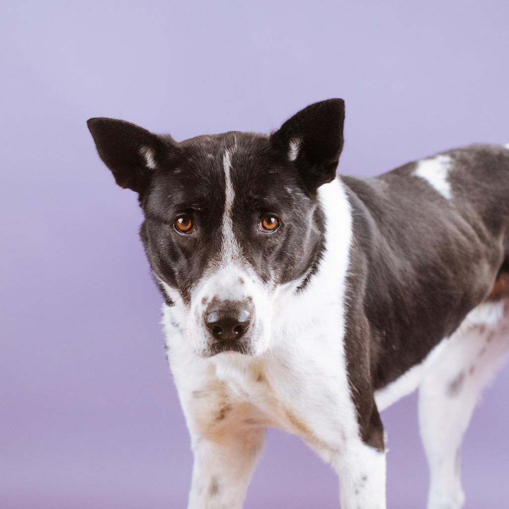 Enlarge Bada, a Adoptable mixed breed in Northbrook, IL image 5/5