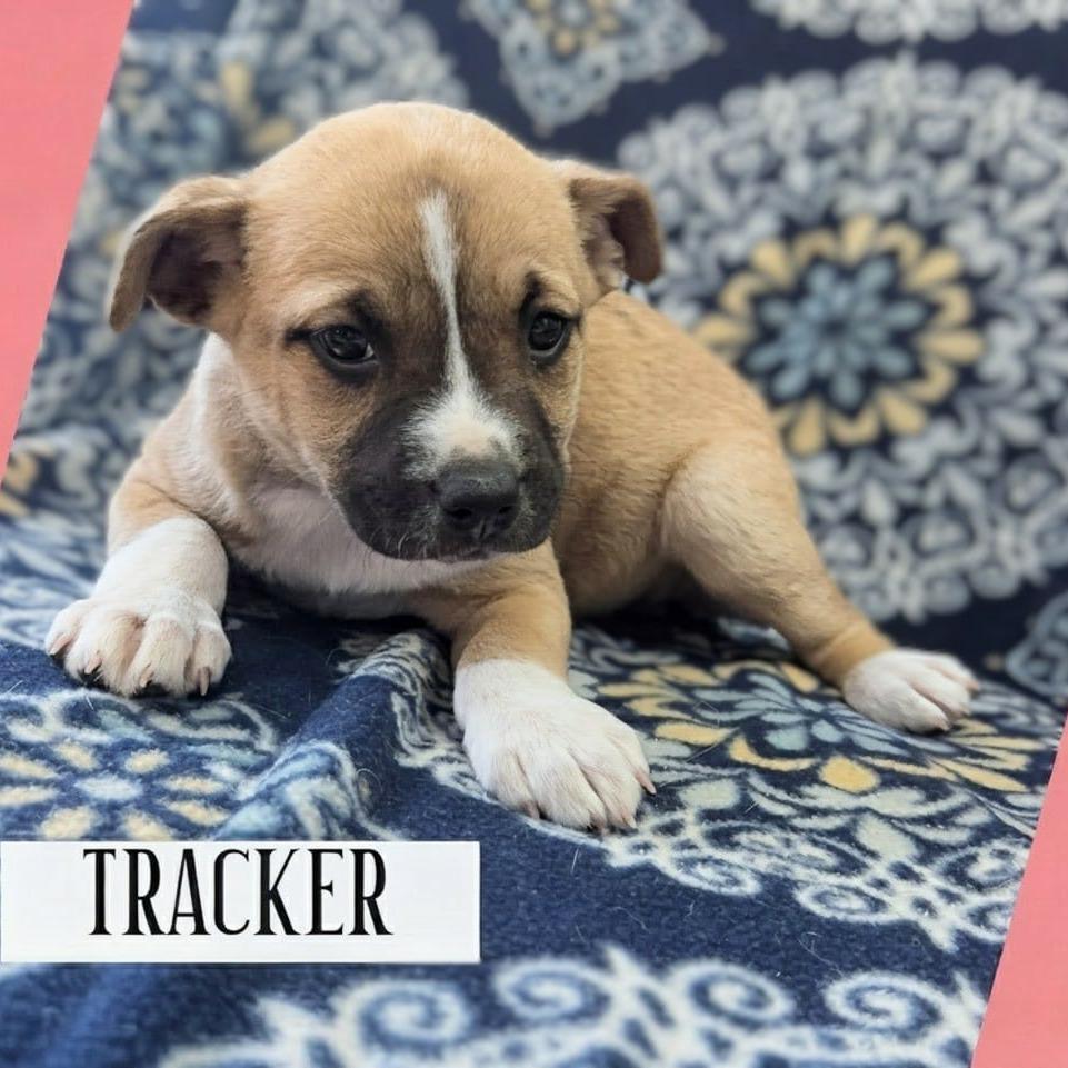 Tracker, Adoptable, Puppy Female Black Mouth Cur & Husky.