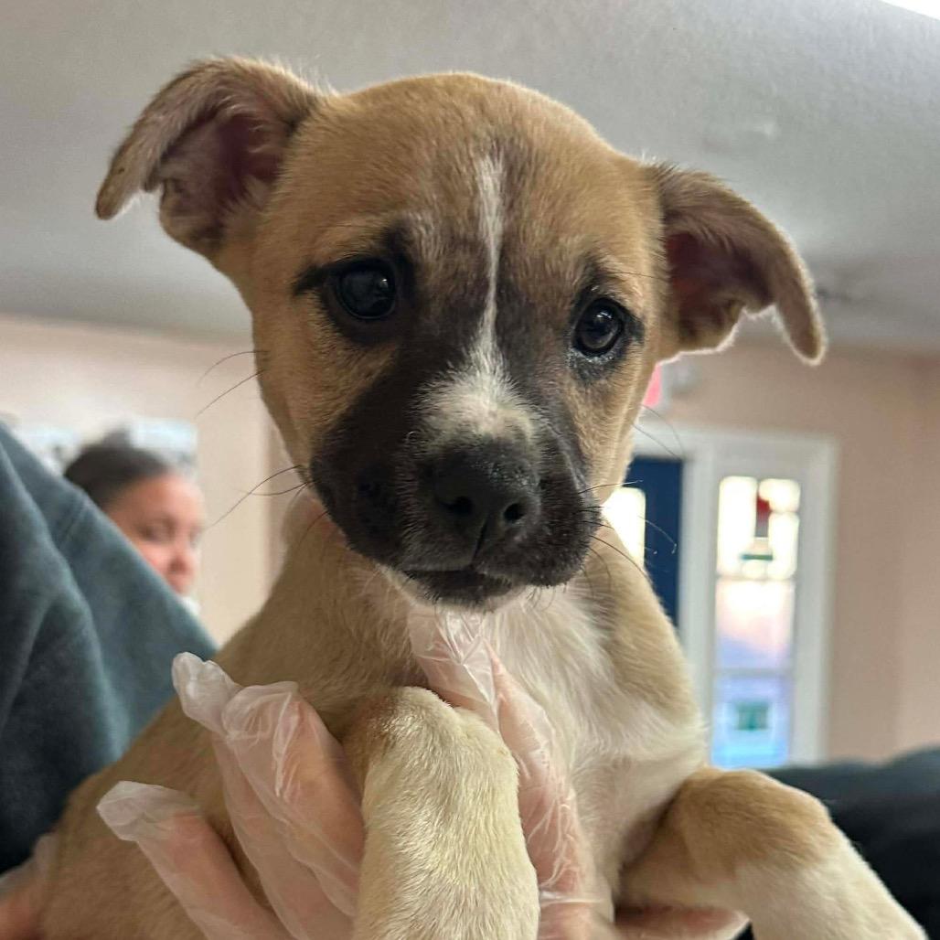 Enlarge Tracker, a Adoptable mixed breed in Griswold, CT image 2/2