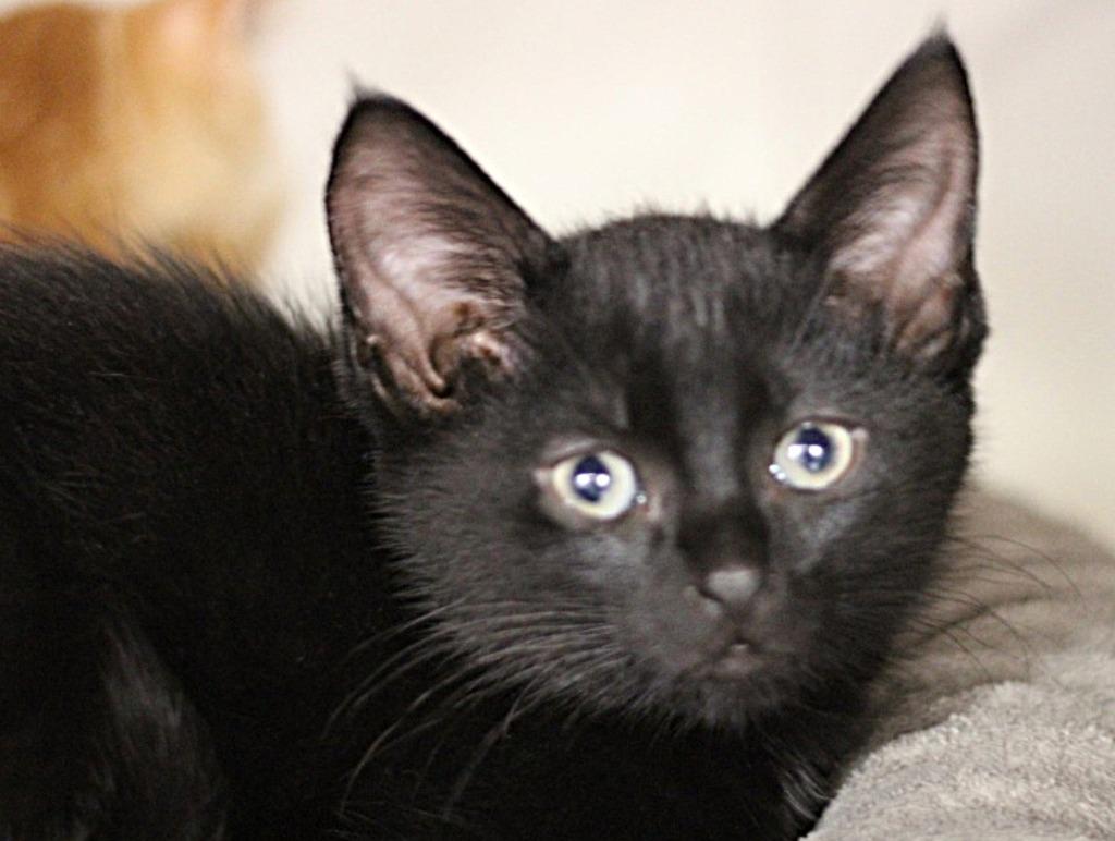 Chewy, Adoptable, Kitten Male Domestic Short Hair.