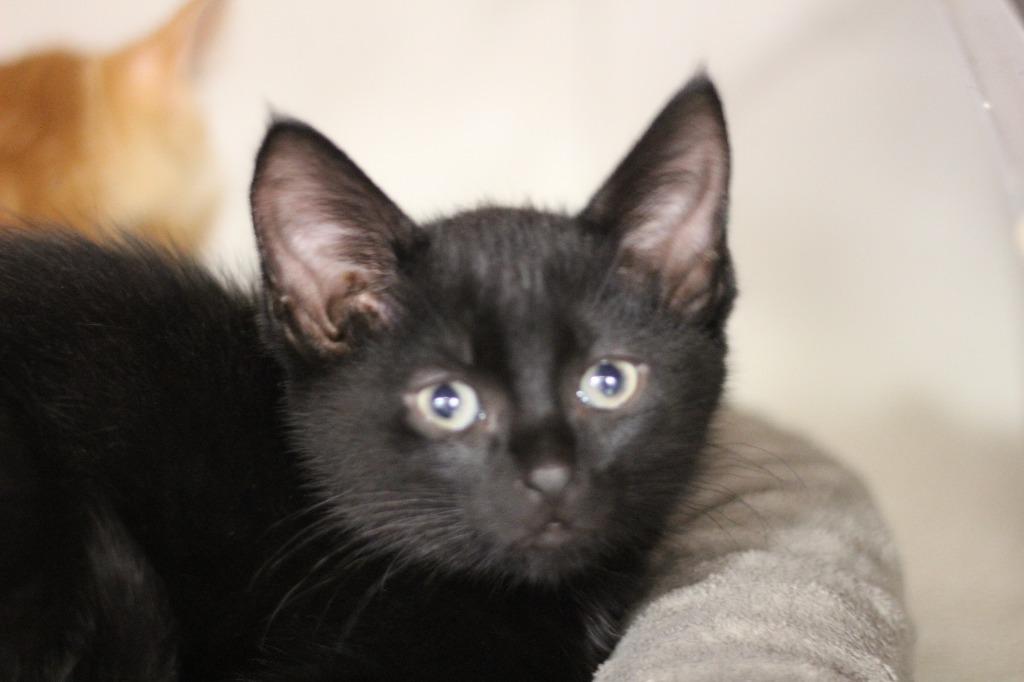 Chewy, Adoptable, Kitten Male Domestic Short Hair.