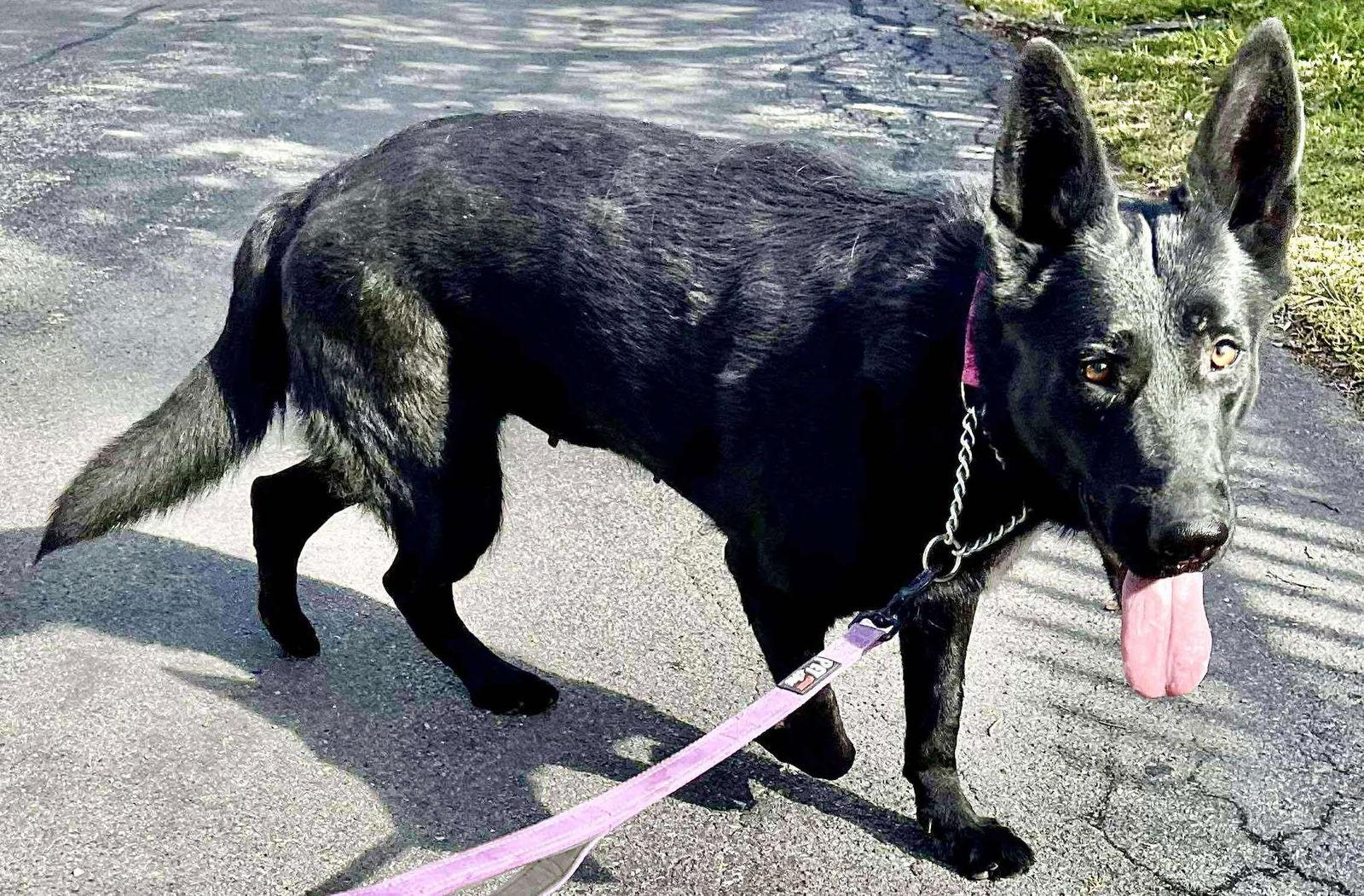 Enlarge Brandy 3145, a Adoptable German Shepherd Dog in Pompano Beach, FL image 1/3