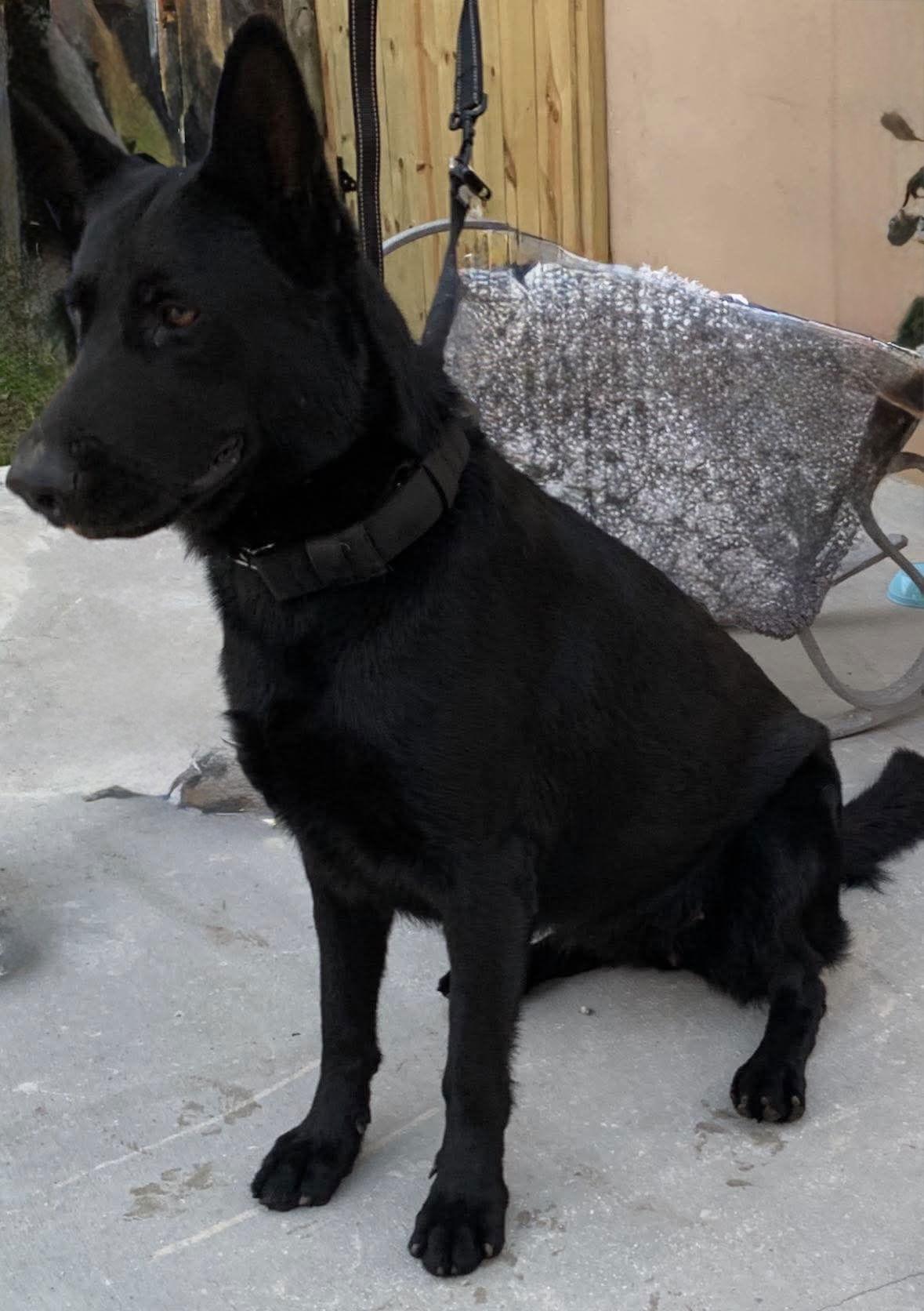 Enlarge Brandy 3145, a Adoptable German Shepherd Dog in Pompano Beach, FL image 2/3