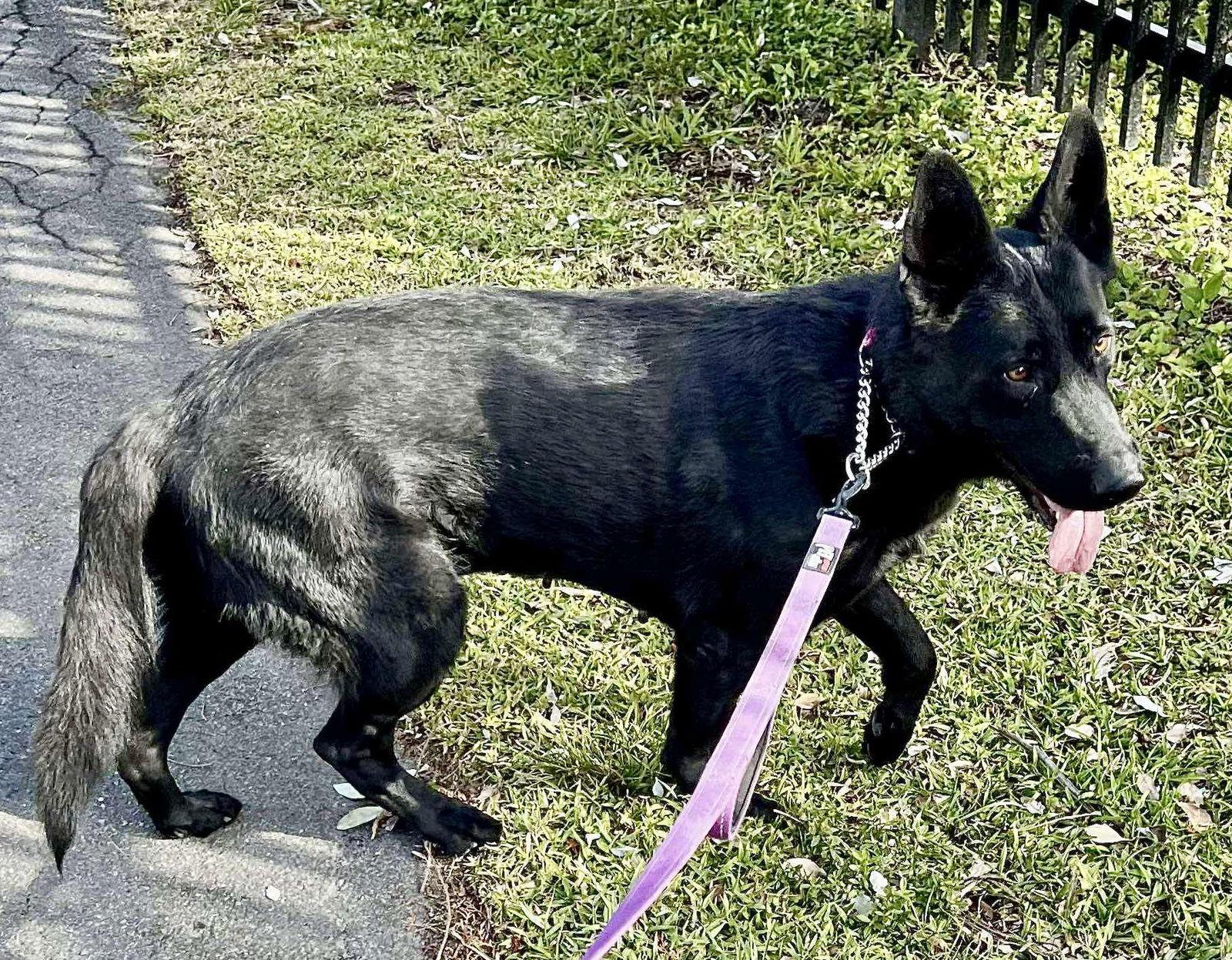 Enlarge Brandy 3145, a Adoptable German Shepherd Dog in Pompano Beach, FL image 3/3