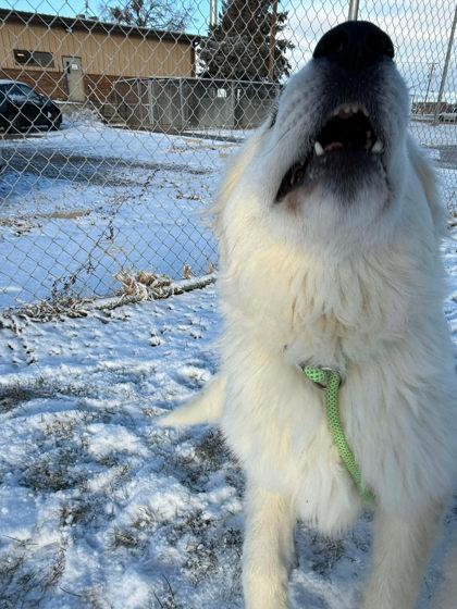 Yeti, Adoptable, Young Male Great Pyrenees & Mixed Breed.