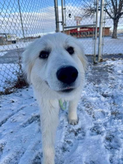 Enlarge Yeti, a Adoptable mixed breed in Scottsbluff, NE image 2/3