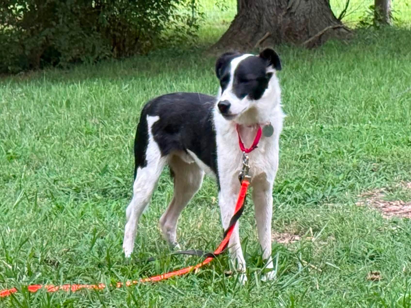 Dale, ADOPTABLE, Adult Male Border Collie.