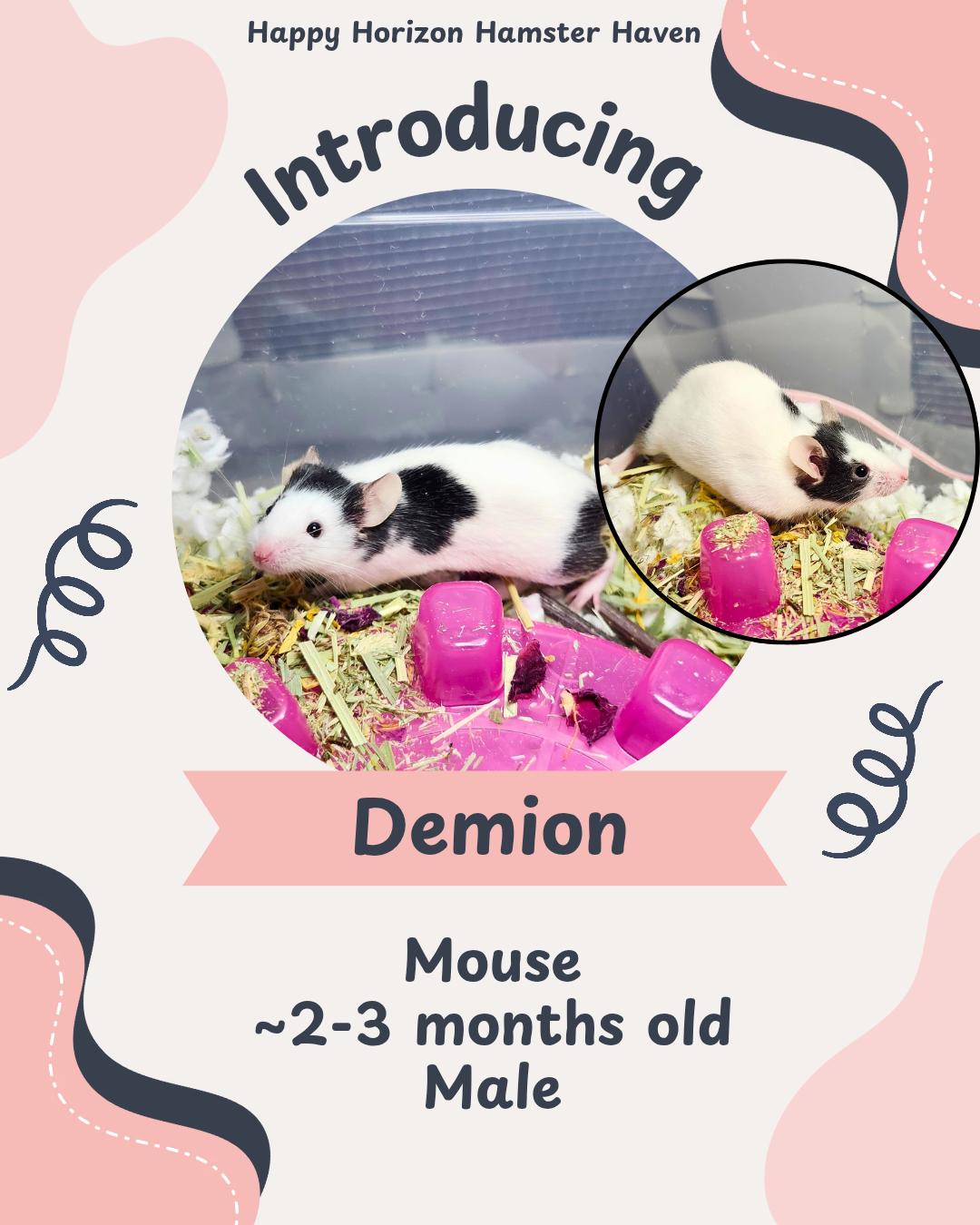 Demion, ADOPTABLE, Baby Male Mouse.