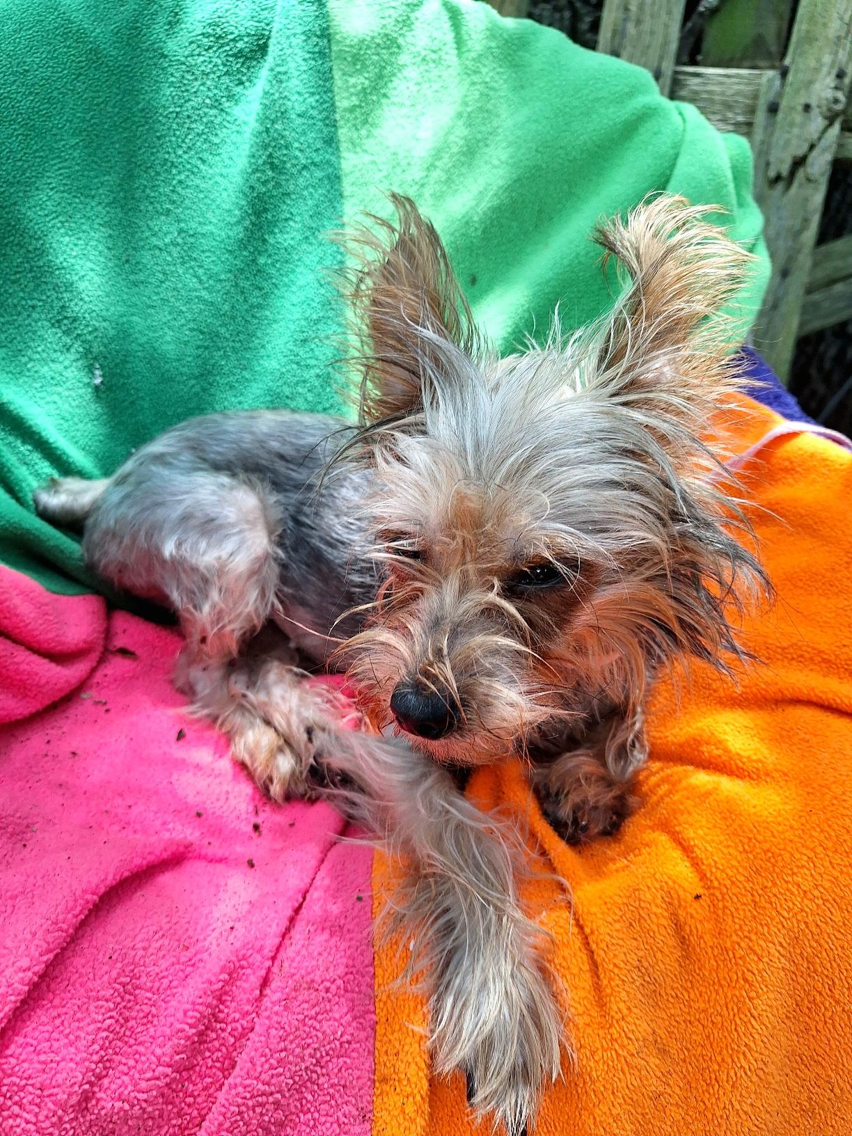 Enlarge Bubela BL14557-T LOCAL Adoption Event in Bellingham 7/25, an adopted mixed breed in Bellingham, WA image 1/6