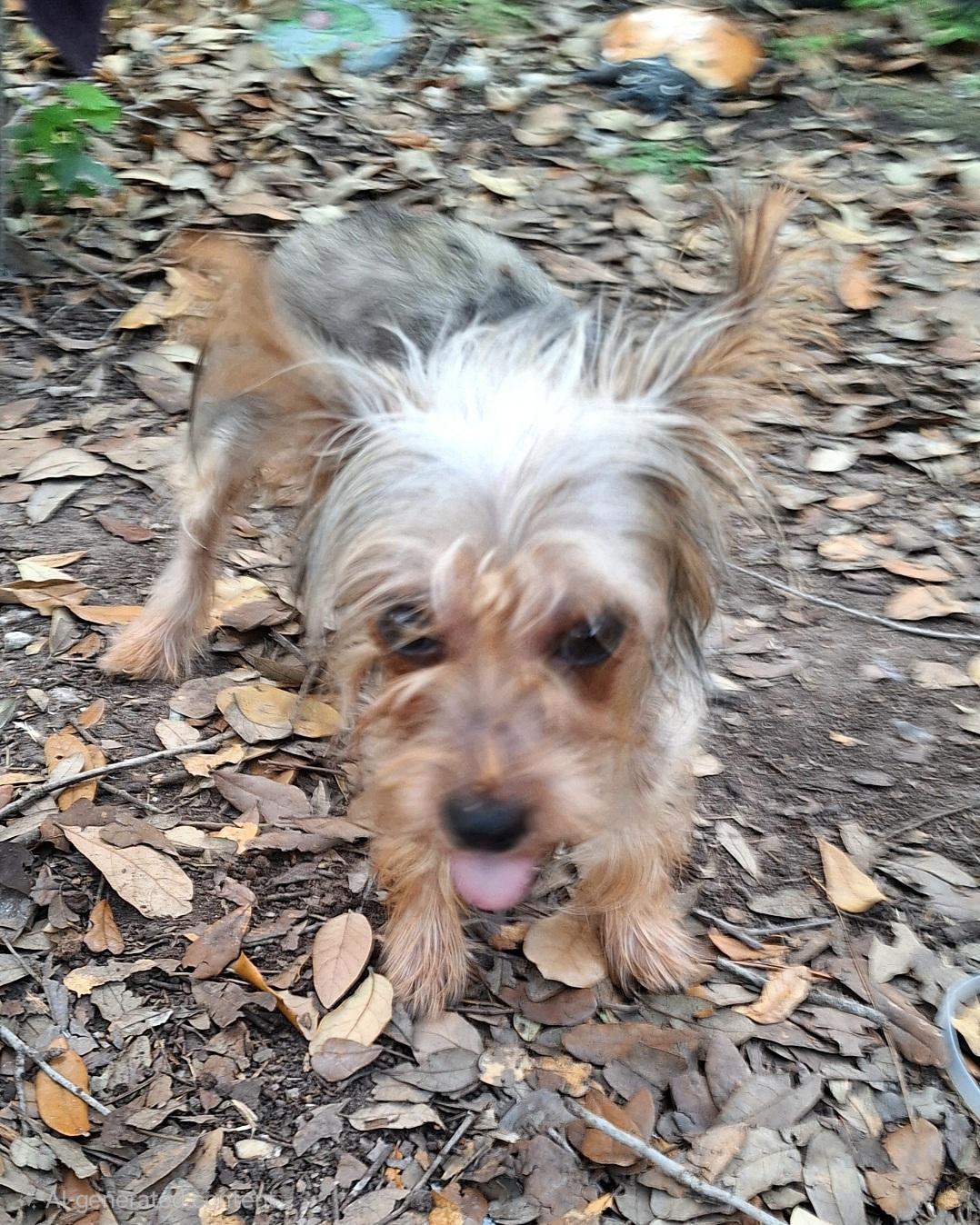 Enlarge Bubela BL14557-T LOCAL Adoption Event in Bellingham 7/25, an adopted mixed breed in Bellingham, WA image 2/6