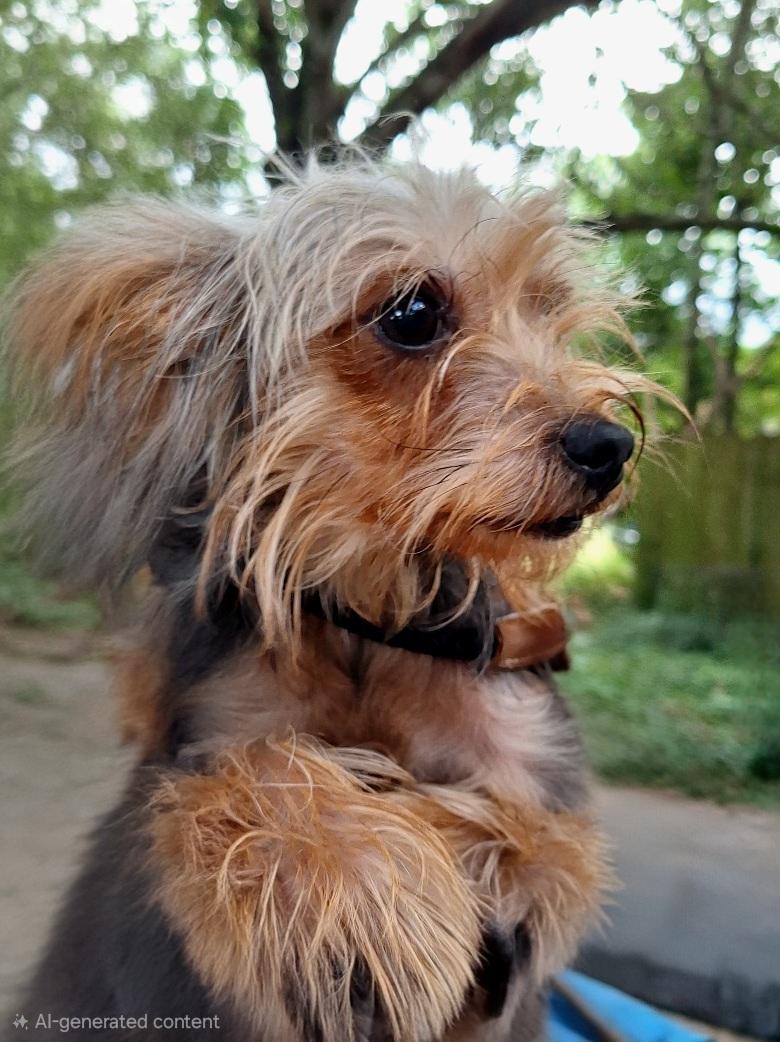 Enlarge Bubela BL14557-T LOCAL Adoption Event in Bellingham 7/25, an adopted mixed breed in Bellingham, WA image 6/6