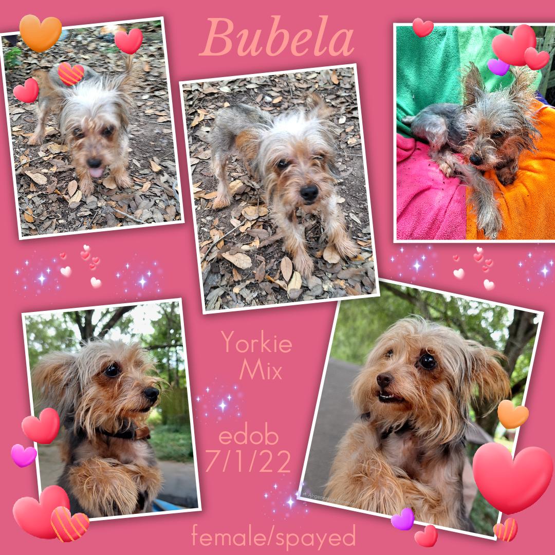 Enlarge Bubela BL14557-T LOCAL Adoption Event in Bellingham 7/25, an adopted mixed breed in Bellingham, WA image 5/6