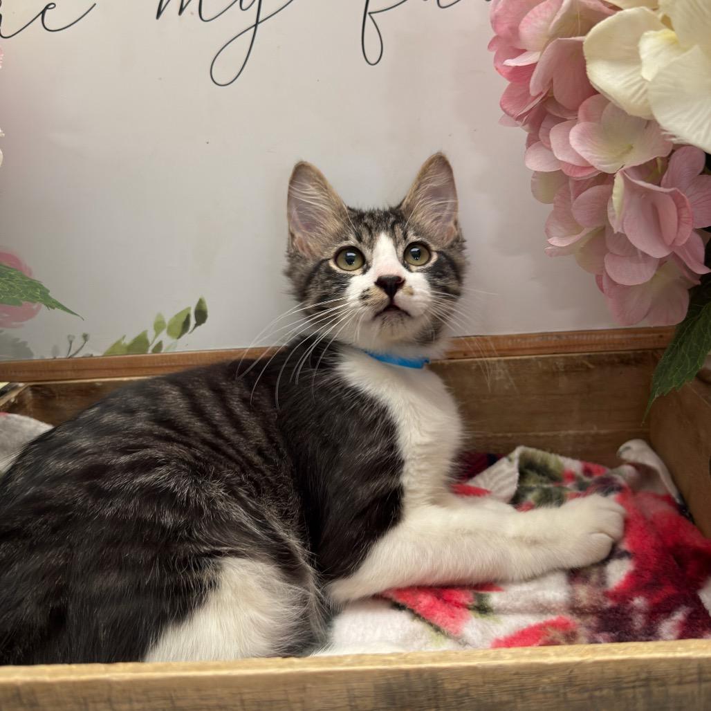 Nickel, Adoptable, Kitten Male Domestic Medium Hair.