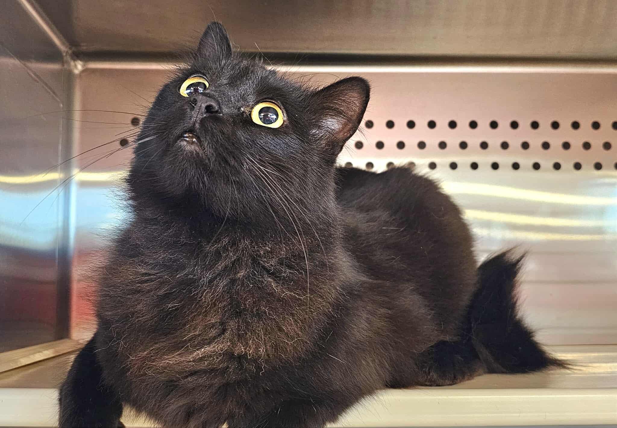 Enlarge Carino, an adopted Domestic Medium Hair in Oak Ridge, TN image 1/4