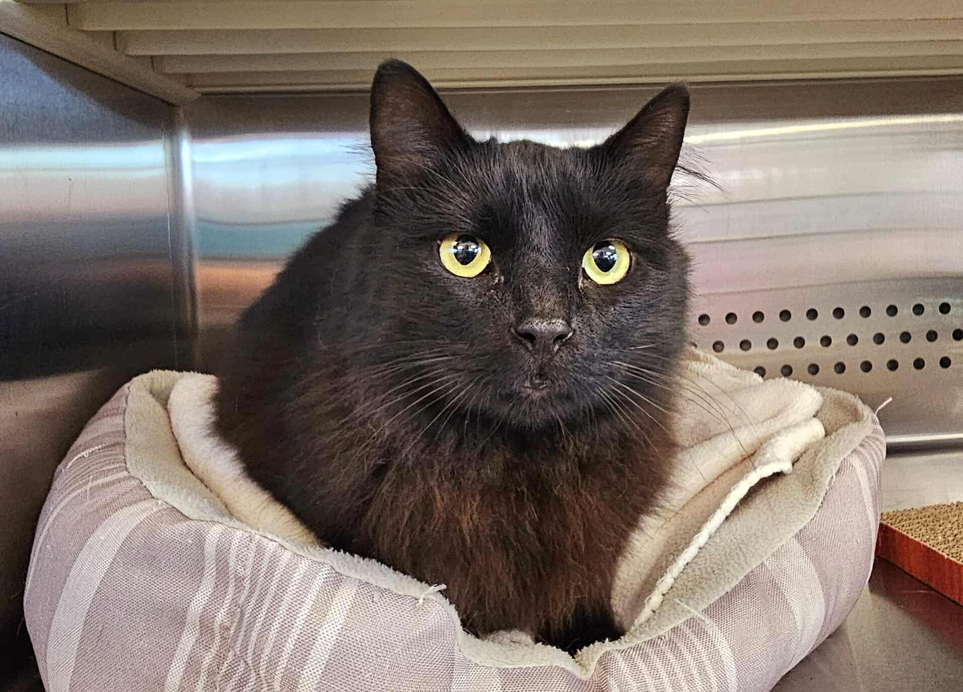 Enlarge Carino, an adopted Domestic Medium Hair in Oak Ridge, TN image 2/4