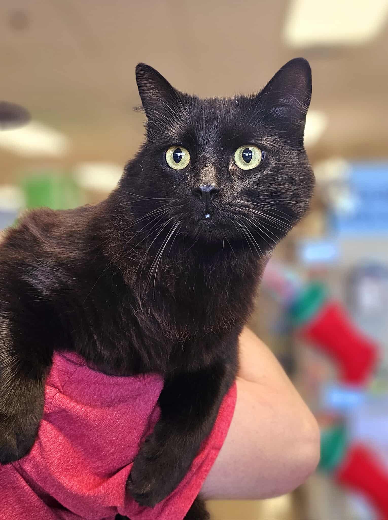 Enlarge Carino, an adopted Domestic Medium Hair in Oak Ridge, TN image 3/4