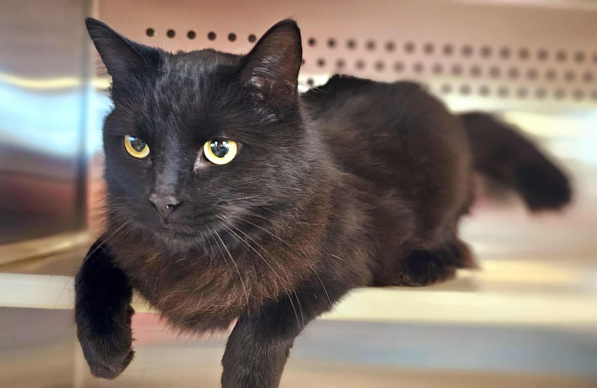 Enlarge Carino, an adopted Domestic Medium Hair in Oak Ridge, TN image 4/4