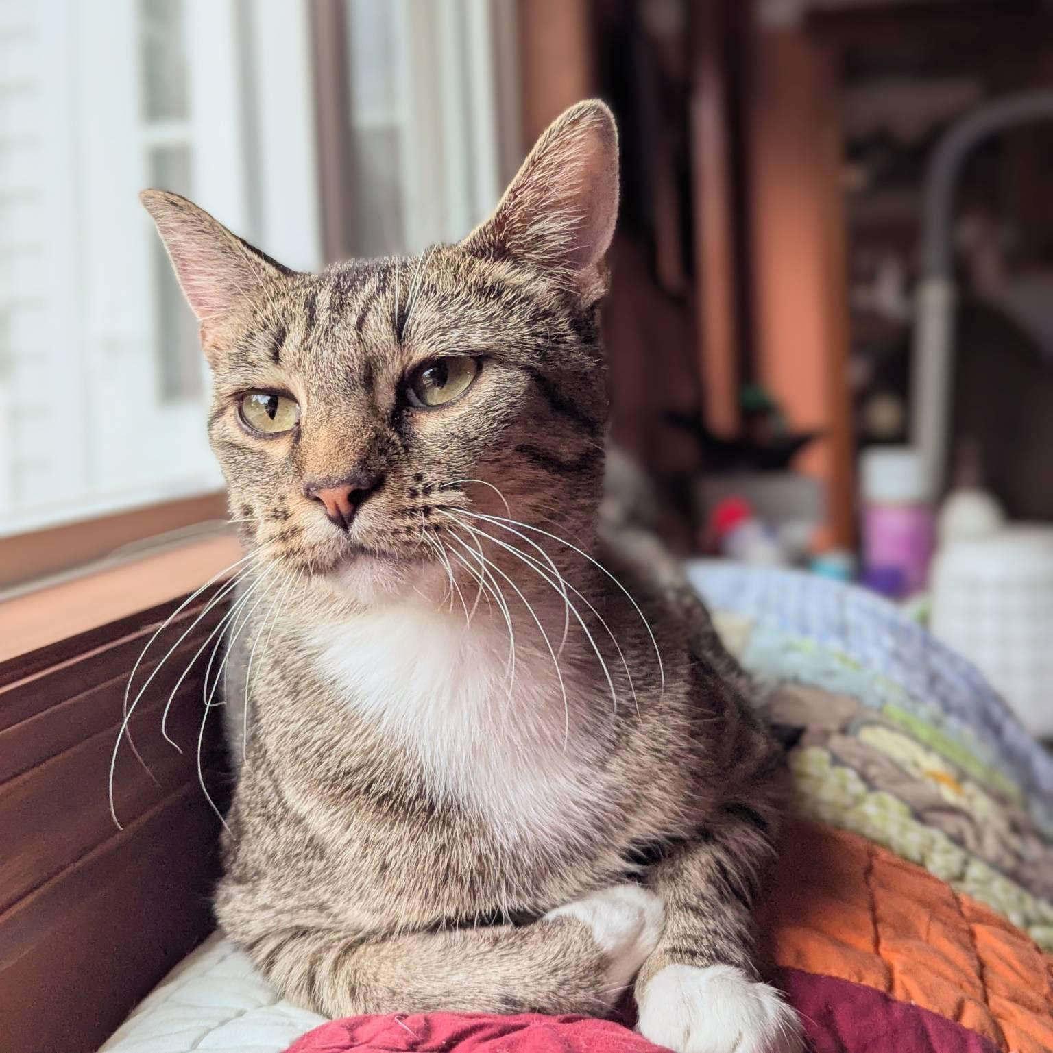 Sapphire, an adoptable Domestic Short Hair in Little Falls, MN, 56345 | Photo Image 2